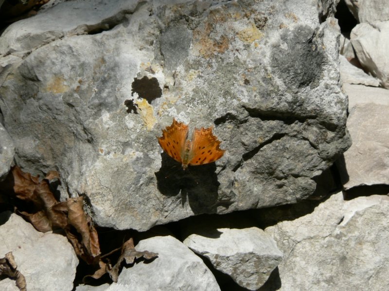 p1066b.jpg