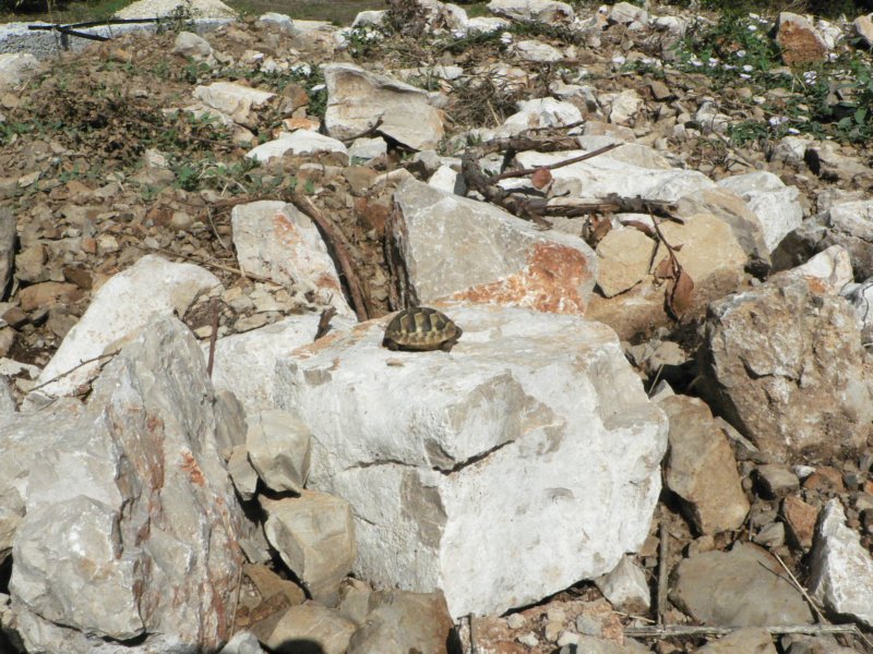 p1070aa.jpg