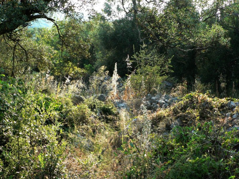 p1071.jpg