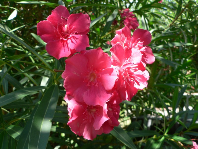 p1075a.jpg